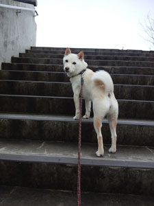 階段のころも