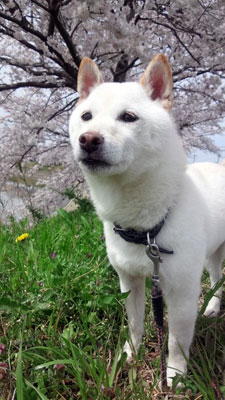 20130401koro1
