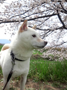 20130401koro3