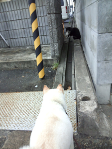ころもと白黒ネコ