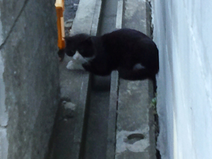 溝の上の白黒にゃんこ