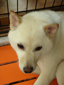 130611_koro3