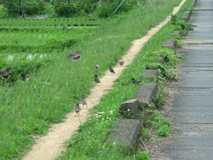 片田舎の風景