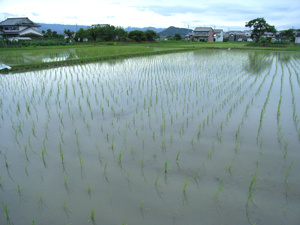 片田舎の風景
