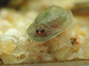 カブトエビ正面