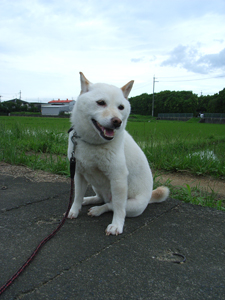 柴犬ころも