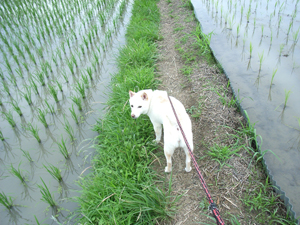 130630_koro2
