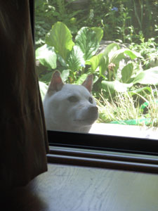 2013庭のころも