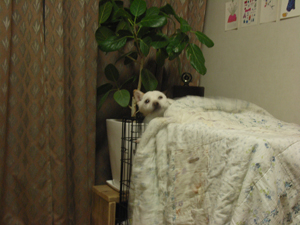 柴犬ころも