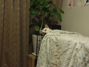 柴犬ころも