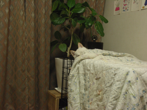 柴犬ころも