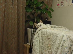 柴犬ころも