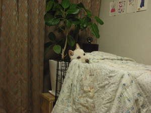 柴犬ころも