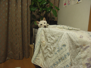 柴犬ころも