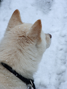 雪の日ころも
