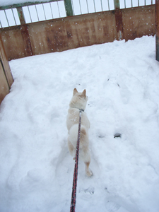 雪の日ころも