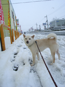 雪の日ころも