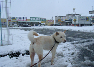 雪の日ころも