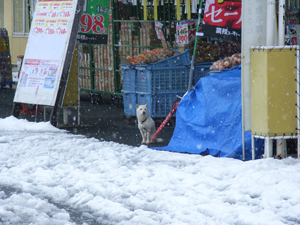 雪の日ころも