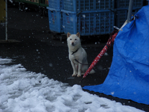 雪の日ころも