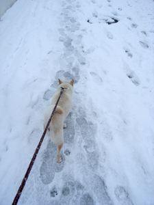 雪の日ころも