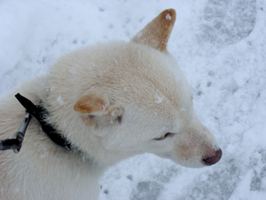 雪の日ころも