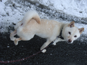 雪の日ころも