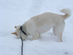雪の日ころも