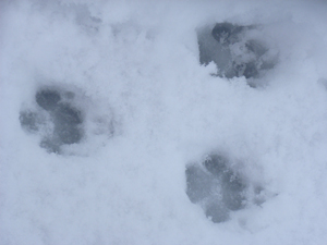 雪の日ころも