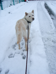 雪の日ころも