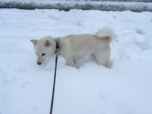 雪の日ころも
