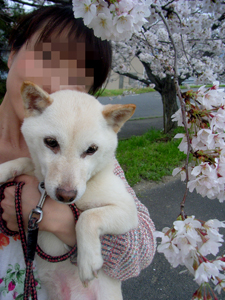 140330_ohanami2