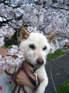 140330_ohanami3