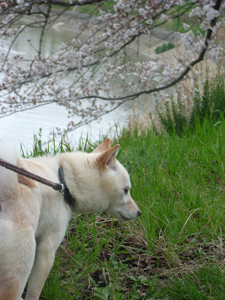 140330_ohanami4