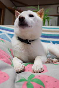 白柴ころも