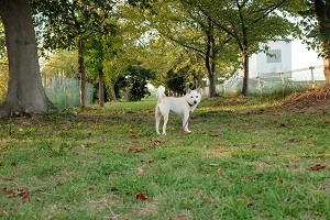 141016koro04